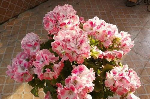  漂亮@3种花一开花就停不下来，漂亮好养，新手也能养出满盆花朵！