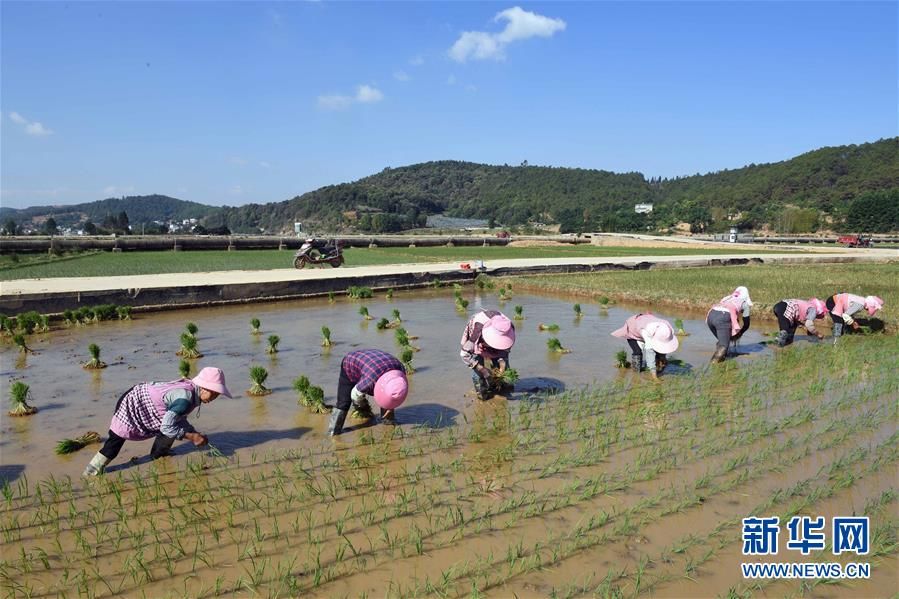  「大多以传统方式耕作」云南寻甸：传统农耕水稻种植忙