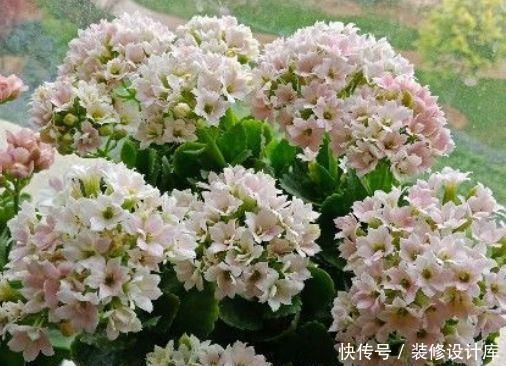  『迷人』喜欢在家中养护花卉，就选择花期长，花色艳丽，迷人的5种花卉