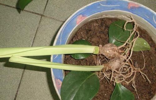 枝条■偷偷告诉你,别去买“2种花”,在家用枝条“扦插”,繁殖30盆!