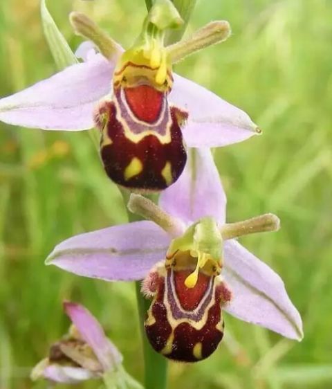 世界上最奇葩的植物，99%的人都没有见过！