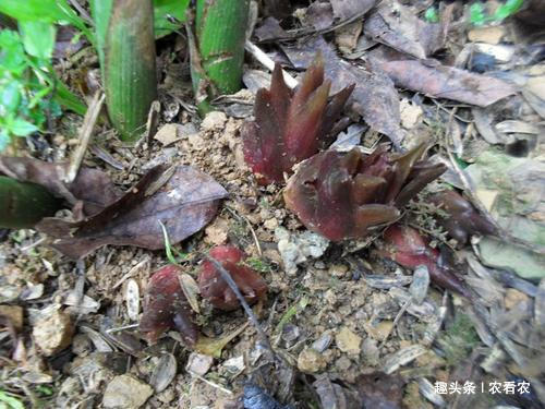  【种植阳荷】种一次可收三年，产量一年比一年大，市场5元一斤