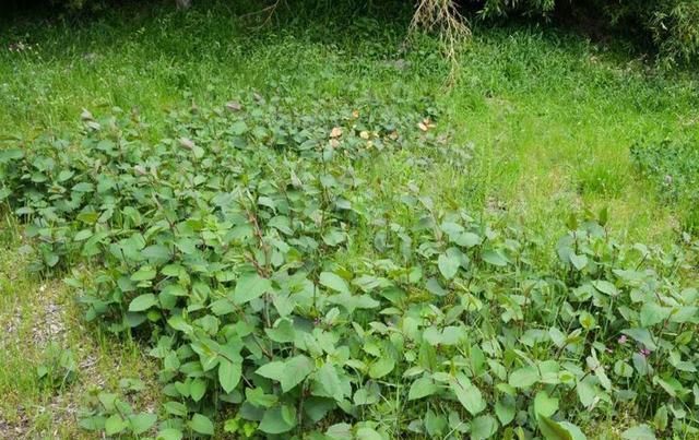  南方人|曾是田间杂草，现以60元一斤为出口名蔬菜，南方人尤其爱