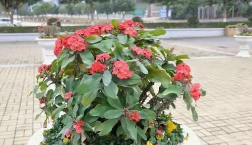  #牢记#养“虎刺梅”，牢记“1个基础、2个不要”，一年四季开花，喜人！