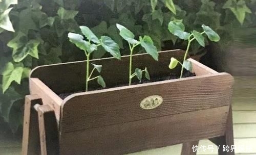 【幼苗】阳台也能种秋葵,别人一年四季吃秋葵,你还去超市买?