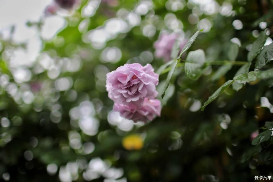 「终于」终于等到花开满墙
