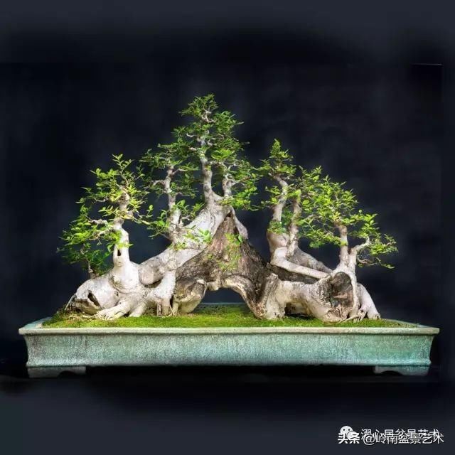 盆景赏析——《层林叠翠》