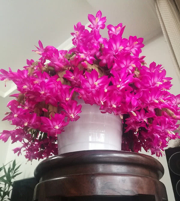  「种植」最美的室内植物，种植简单易“养活”，花期超长颜值高！