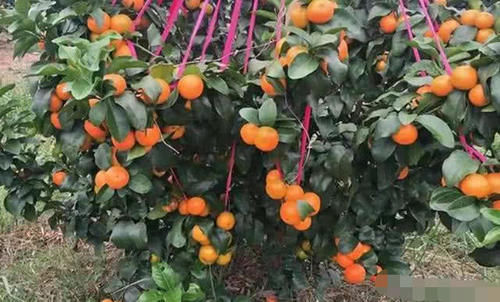  上市@离上市还有几天，收购价高达5元一斤，网友：好吃！