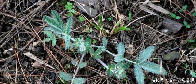 农村一种奇特野草，名字挺吓人，但是用它炖肉是一绝，男人吃了好