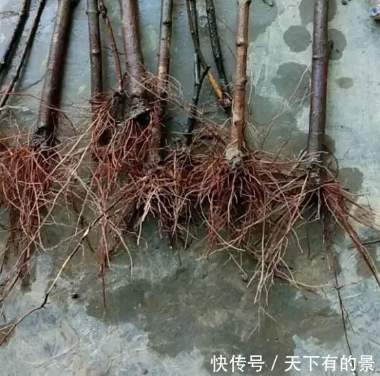 「冬天」5种花“冬天”能扦插,不黑腐成活率高,生根快一倍