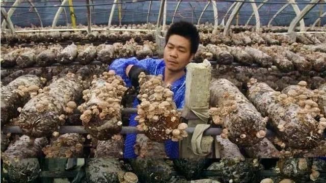  大棚■这个地方四季产香菇，年增收250万
