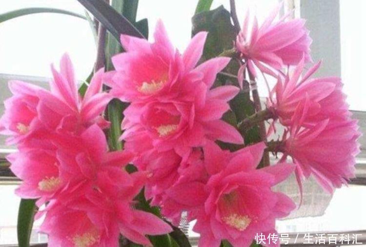 艳丽■几款艳丽的花卉,漂亮好闻,财源滚滚来,招财又开运,你养了吗?