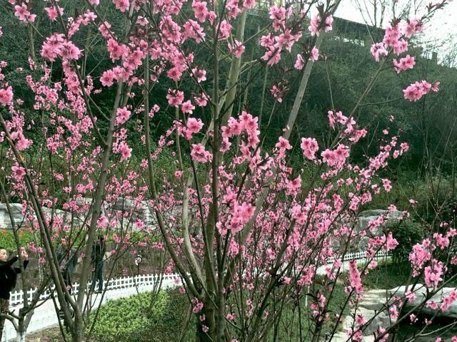 花开成海！再过一周重庆将美翻全国，14处美景玩转这个春天！