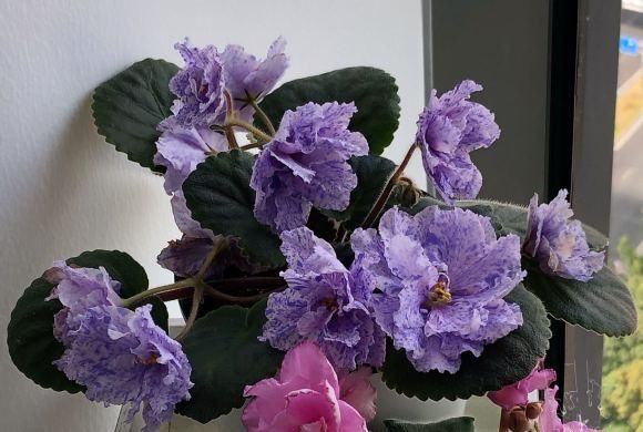  『爆花』非洲堇全年开花，典型“爆花”品种，想要开花多，这2点是关键