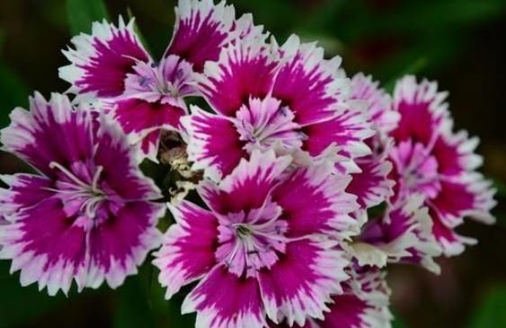 花卉盆栽|夏天养“3种花”最轻松,浇水能生根、有光就开花,四季花不断