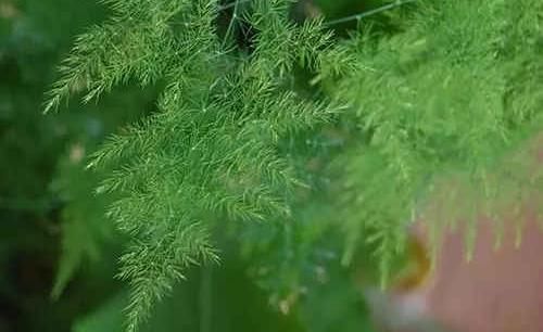  【改善土壤】文竹黄叶子，两个小技巧，做好保温补水，文竹叶子青翠欲滴