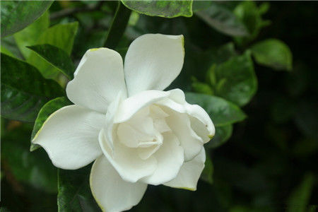  「优美」养花就养此款小花，花色鲜艳，花形优美，耐旱又耐寒，花开不间断