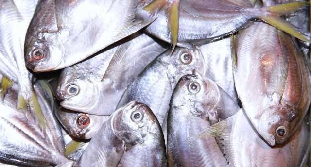 「小世界」大湾区小世界：猪肉已经吃不起？来吃开渔后的海鲜吧