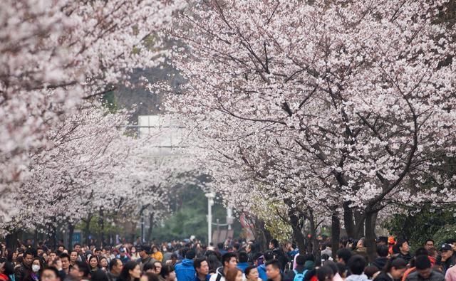 国内最美的10处赏樱地， 70万株樱花树烂漫惹人醉