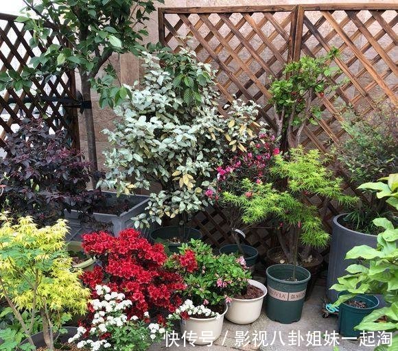 小院的杜鹃花开了，花园一角真漂亮，杜鹃花养护，分享一下