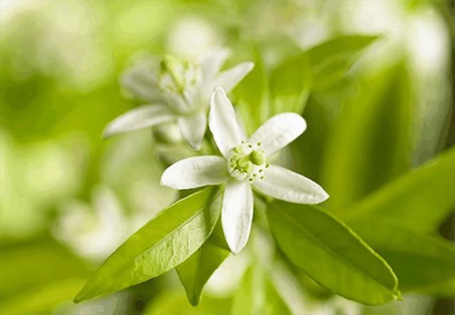 医生提醒:粗大毛孔像“筛子”, 坚持每天洗1种水,毛孔一小再小