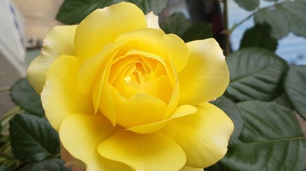  珍品：“珍品月季”玛丽玫瑰，花型优美，花色非常有特点，适合庭院栽培