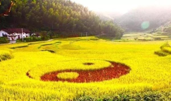 秋收崇义｜金秋奇观 上堡梯田