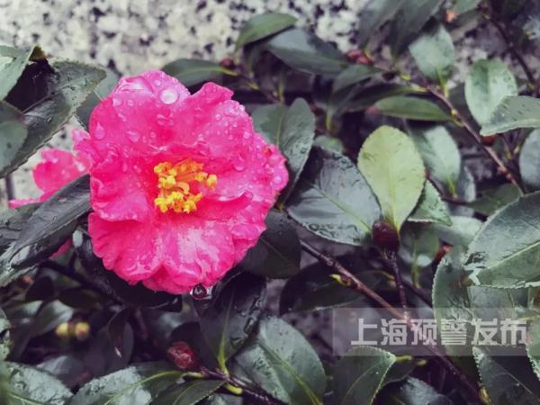 太阳公公！上海需要你！