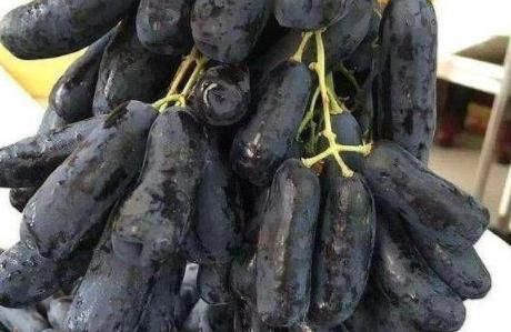  花钱买■有条件的可以自己在家种一棵这样的果树，就不用再花钱买着吃了