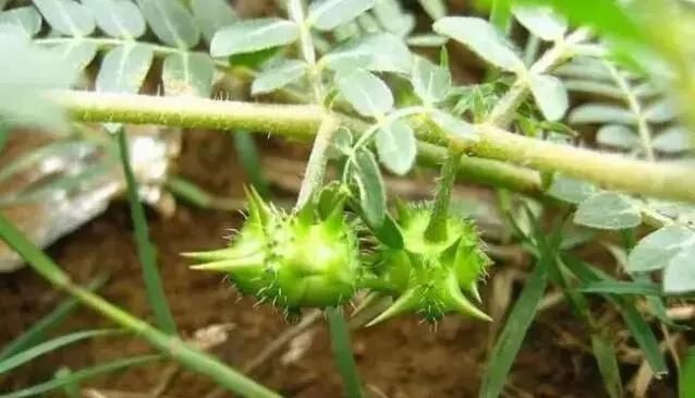  「别称」30种 ·野草的美，你认识几个？