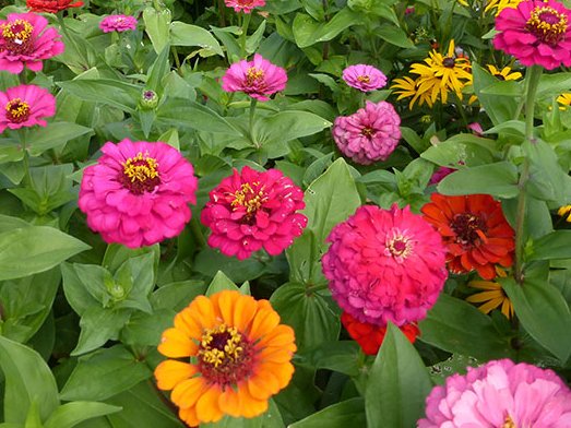  『耐寒』这些菊花是天然的香水，开花后比香水还香，耐寒耐旱易成活