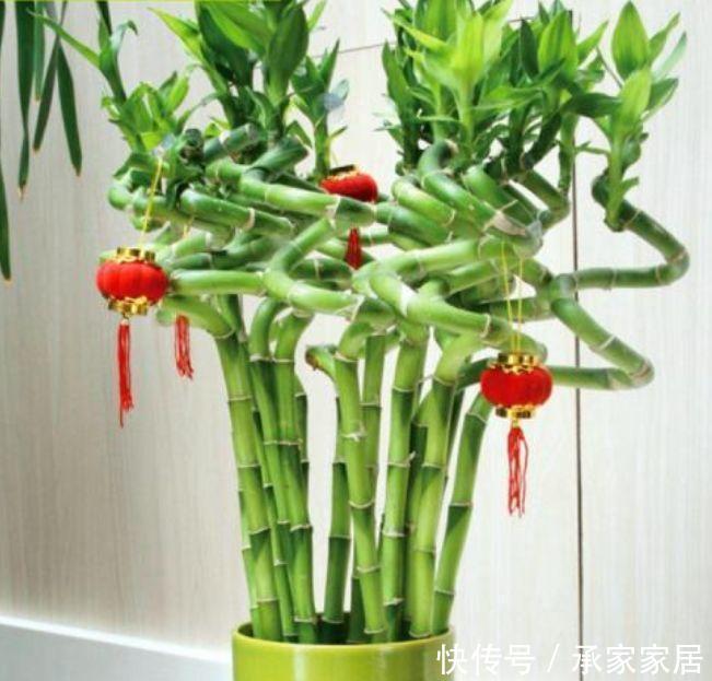 【品种】5种花夏天要“狂”浇水,浇水越多开花越好,不然难以成活开花难