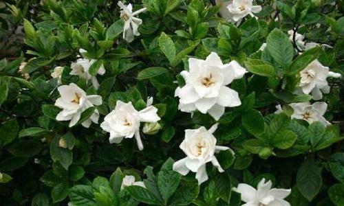  『栀子花』春天养花选它，越晒越开花，香味更浓郁，是家庭盆栽佳品！
