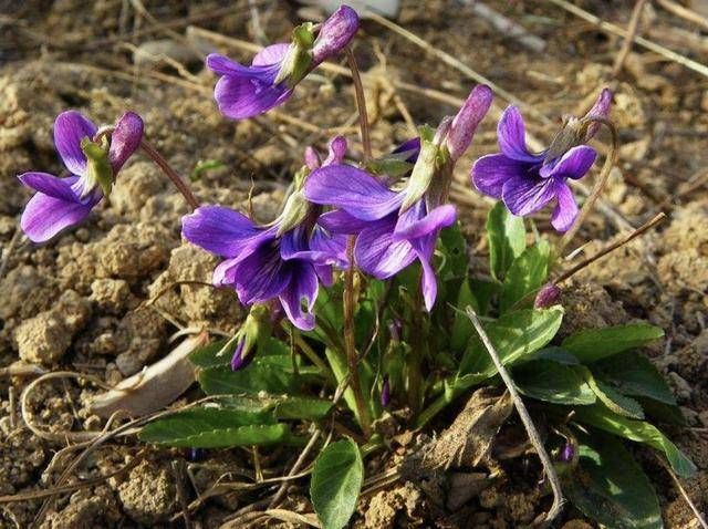  「漂亮」山上的1种“野草”，能开出漂亮的花朵，比“茉莉花”美，珍贵！