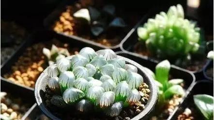  「枝条」多肉植物居然还能水培？？当然这些前提还是有的