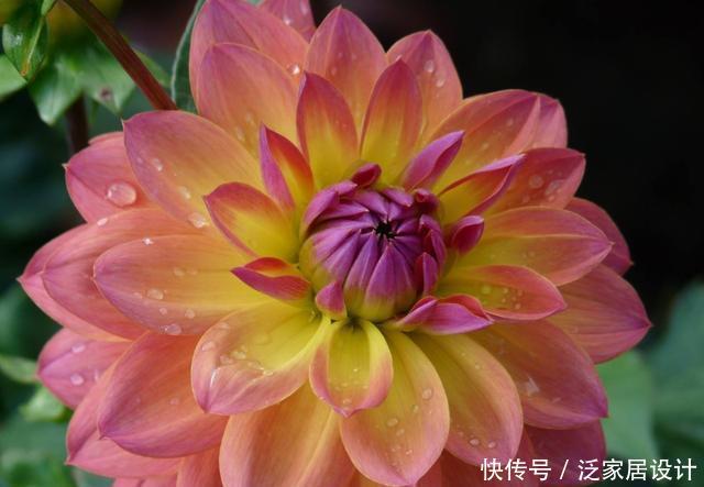 【艳丽】养花就养盆好养的,开花艳丽招人喜欢,爆盆非常简单,适合新手养