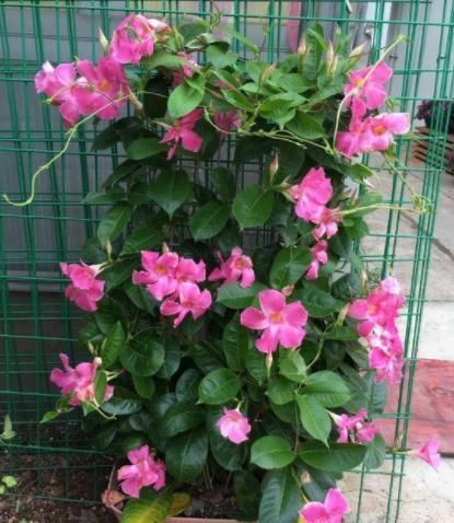  『漂亮』这种花卉花色漂亮，花香四溢飘满屋，适合做室内盆栽，比吊兰好养