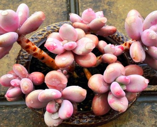  『试试』桃蛋怎么养才能出状态？试试4个养护法，完美逆袭“小仙女”