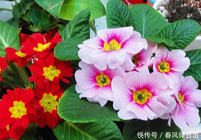  [冬季]它是世界上非常流行的冬季盆花，养护好元旦春节都可看花，真美