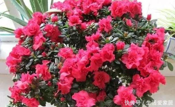  #吸收水分#家养植物烂根黄叶？不要慌，用2种''常见药''抢救，见效真快