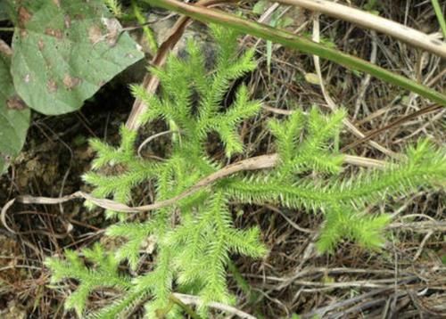  石松■田地里有1种草不常见，枝叶像“蜈蚣”，人称“垂穗石松”，珍贵
