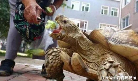 小女孩小时候养了一只小乌龟,如今她白发苍苍