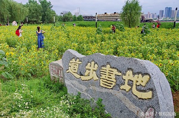 武漢:鬧市區(qū)盛開(kāi)大片向日葵 扮靚漢口江灘(圖3)