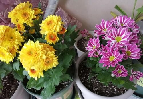  洒脱■喜欢菊花，首选“菊中珍品”金龙爪，飘逸洒脱，妩媚动人！