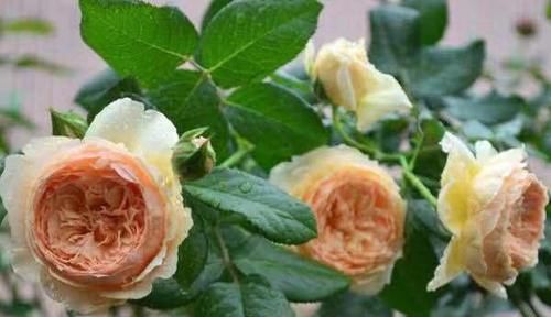  优秀■此花又名“真优秀”，花香浓郁，花色好看，极为好养，几乎零差评