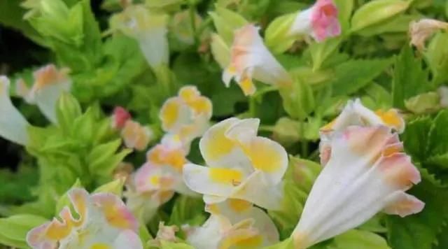  家里|5种“草花”，株形小，好管理，养在家里很合适