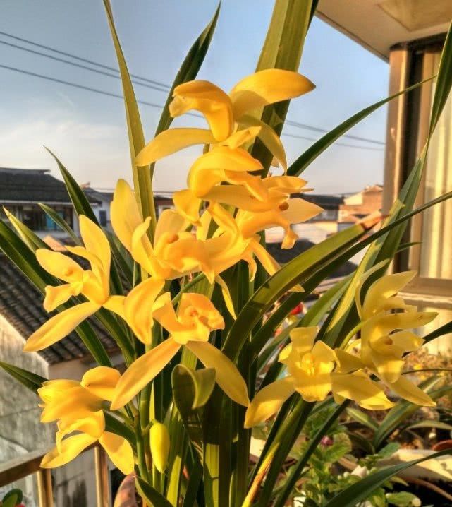  #适合#适合新手养的兰花，培育容易好“养活”，花大香浓花季长！