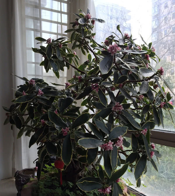  盆栽：最香的盆栽花卉，花开一朵能“香飘十里”，颜值“爆表”还能做盆景！