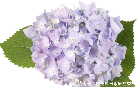  「适合」家里房子比较小，适合养什么花草？这几种可以考虑一下